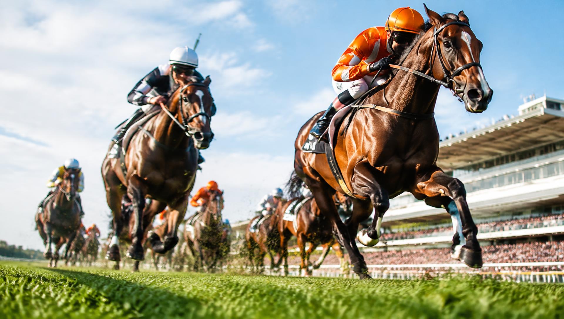 Racehorses at full gallop